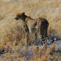 A cheetah looking off to the side.