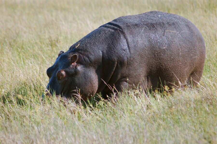 A hippo in tall grass.