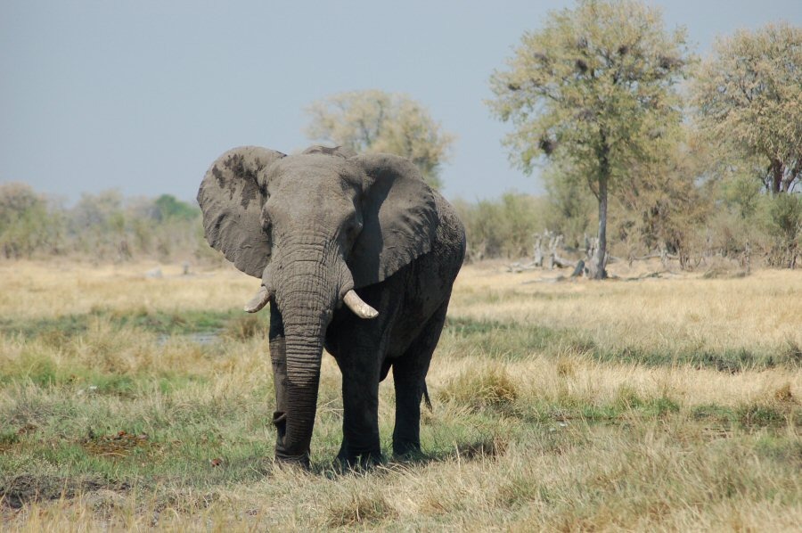 An elephant in a grassy area.