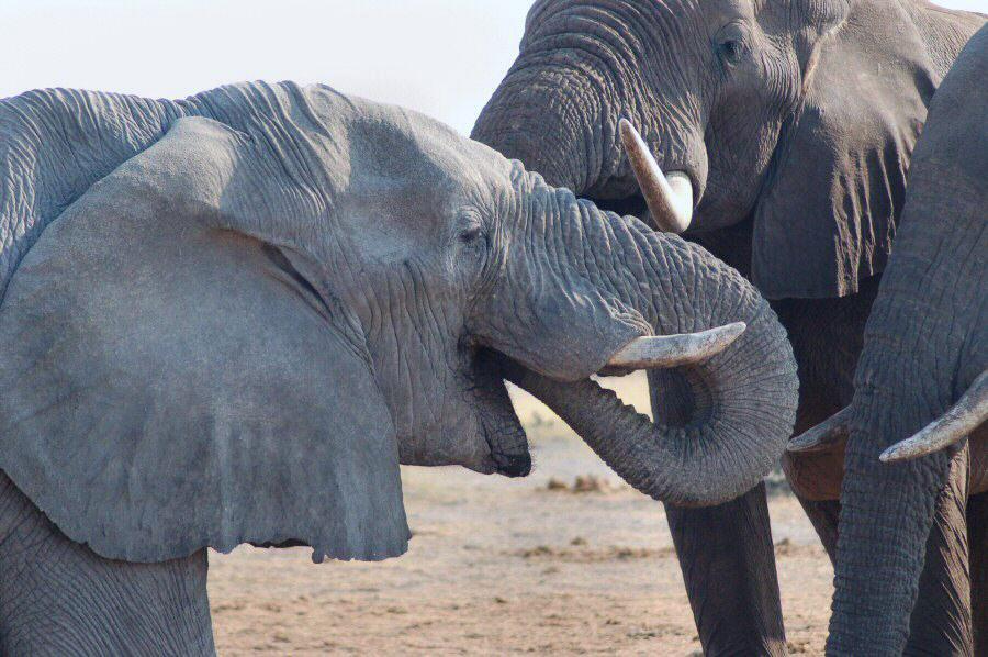 Two elephants drinking at a waterhole.