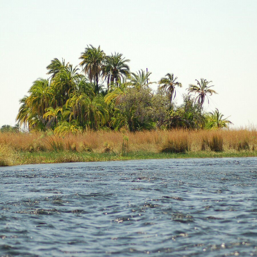 palm trees above a river 