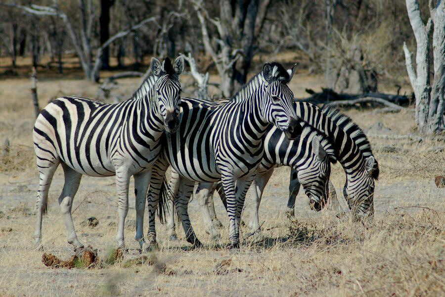 photo of a herd of zebras grazing in Moremi in Botswana © Cindy Carlsson at ExplorationVacation.net