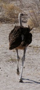 Ostrich in Botswana's Kalahari Desert - ExplorationVacation.net