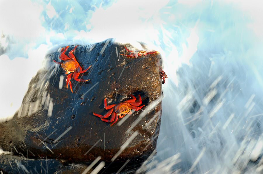 Galapagos Sally Lightfoot crabs on a boulder splashed by a wave.