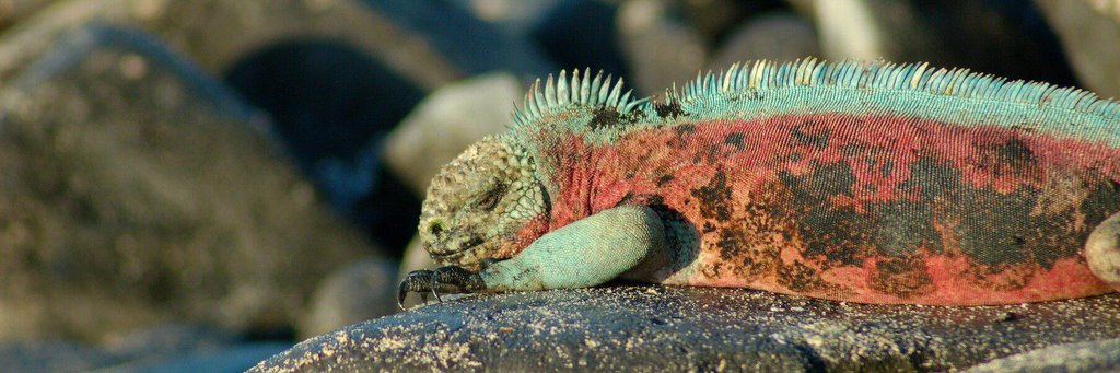 Galapagos iguana