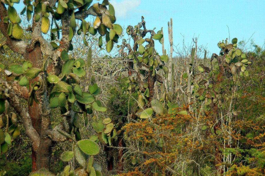 Galapagos vegetation
