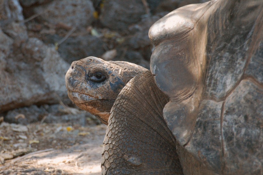 Galapagos tortoise