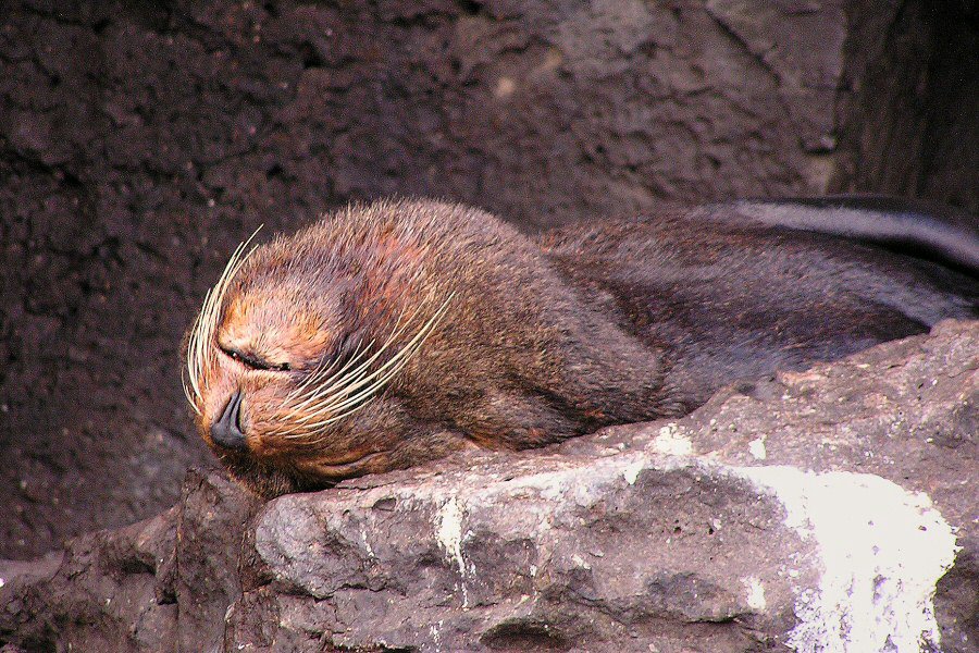 Galapagos seal