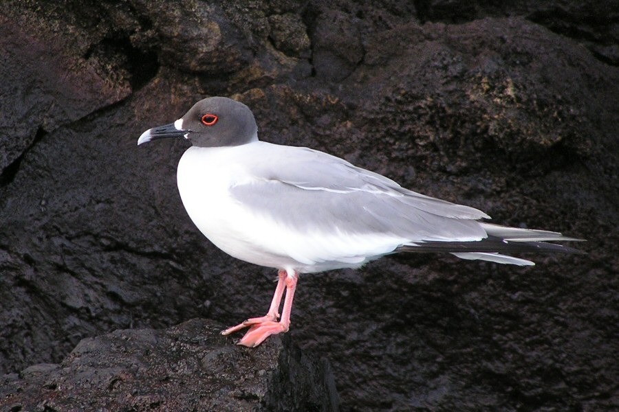 Galapagos bird