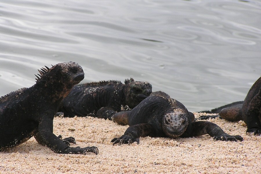 Galapagos reptiles