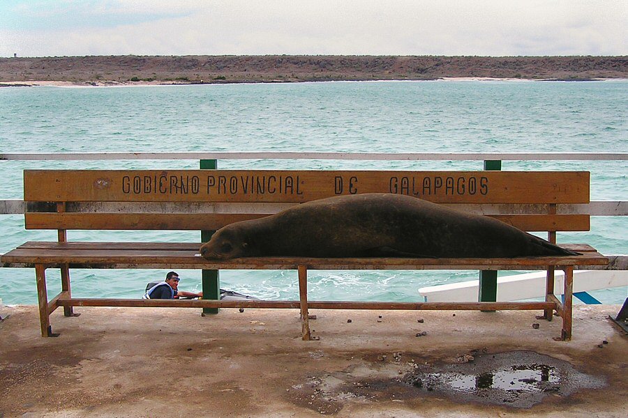 sea lion on bench in Galapagos