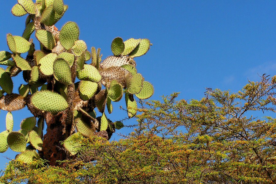 Galapagos vegetation