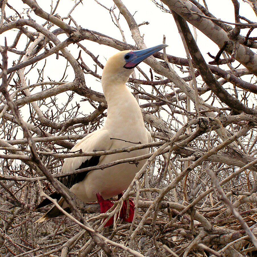 Galapagos red-footed booby