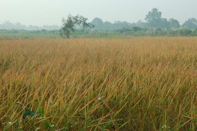 rice fields 