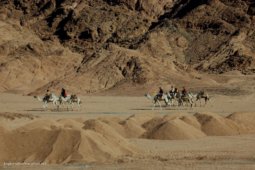 camels and mountains