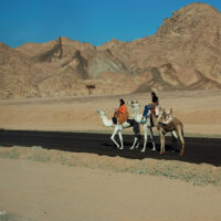 camels and mountains