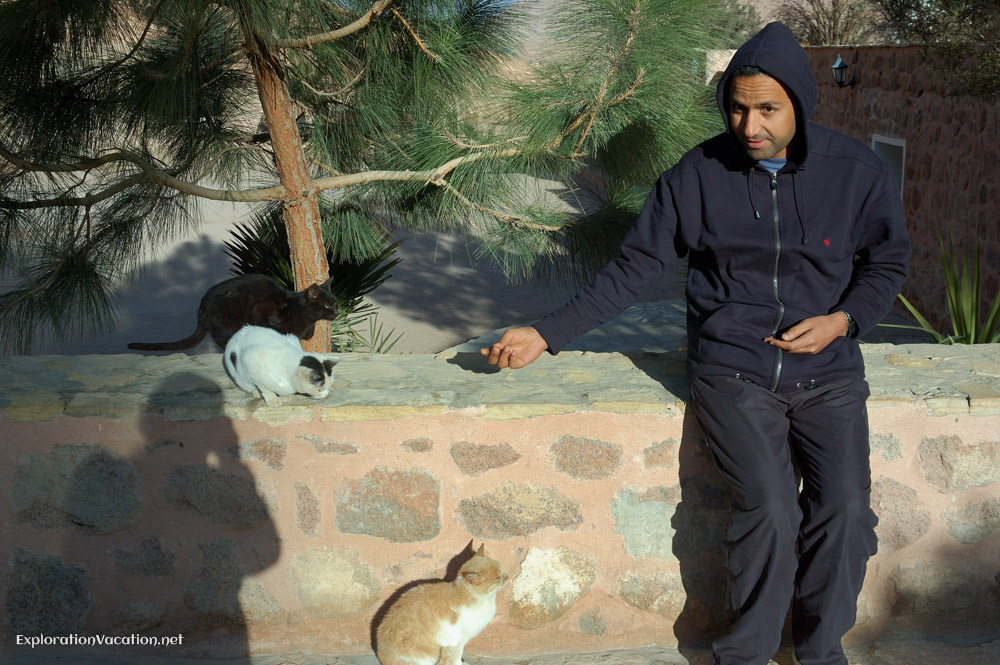 Romani and cat