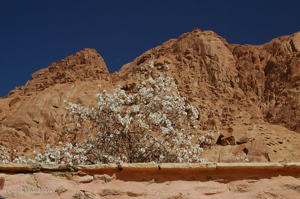 cherry blossoms and mountains