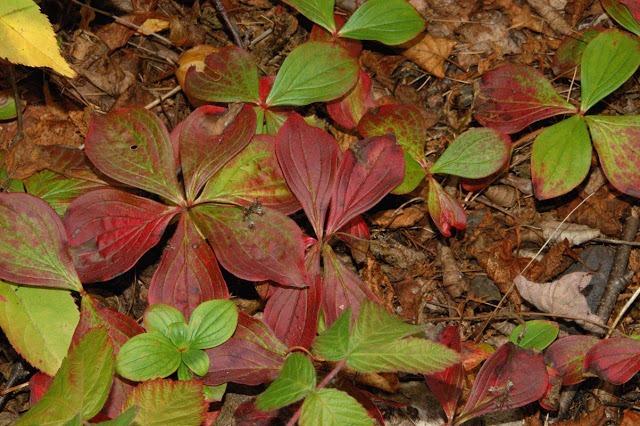 Fall foliage on the forest floor.