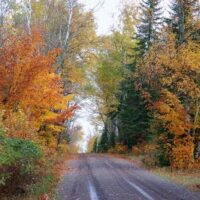 Narrow road with fall leaves.