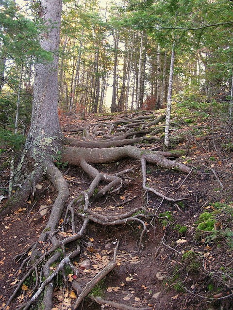 Exposed tree roots on a hillside.