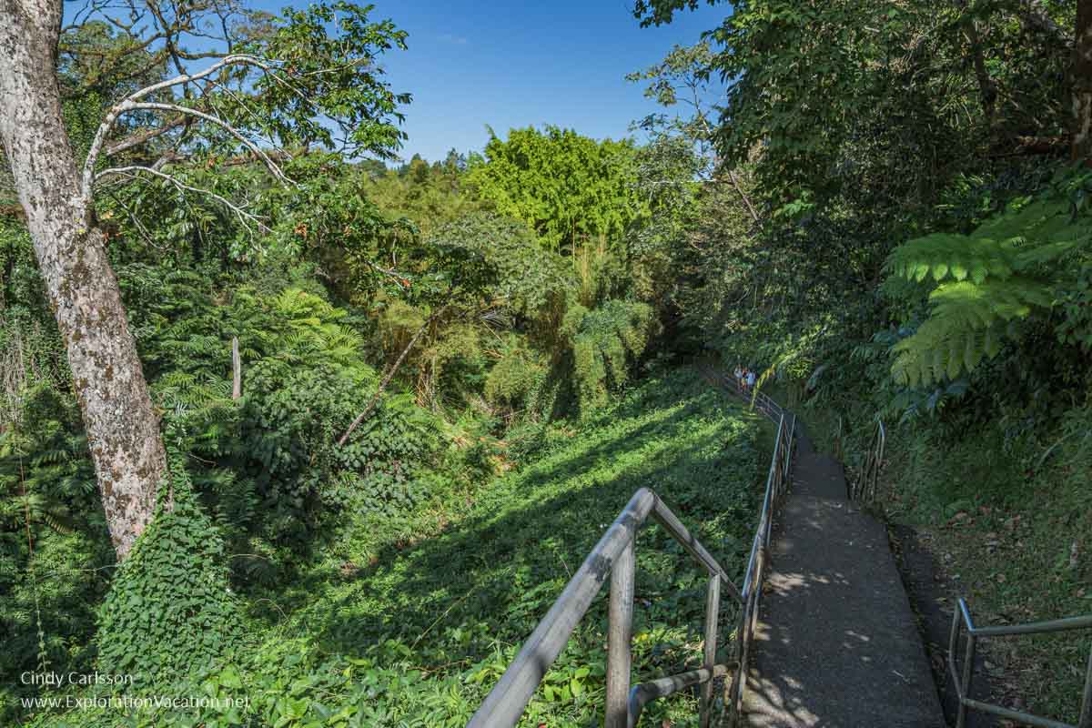 Photo of the nature loop trail at Akaka State Park near Hilo on Hawaii's Big Island (Photos and story &copy; Cindy Carlsson at ExplorationVacation.net)