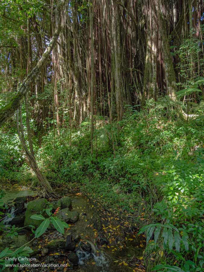 Photo of a stream and rainforest vegetation in Akaka Falls State Park near Hilo on Hawaii's Big Island (Photos and story &copy; Cindy Carlsson at ExplorationVacation.net)