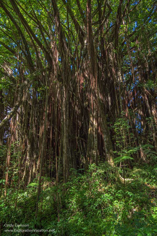 Photo of a banyan tree along the nature loop at Akaka State Park near Hilo, Hawaii. (Photo and story &copy; Cindy Carlsson at ExplorationVacation.net)