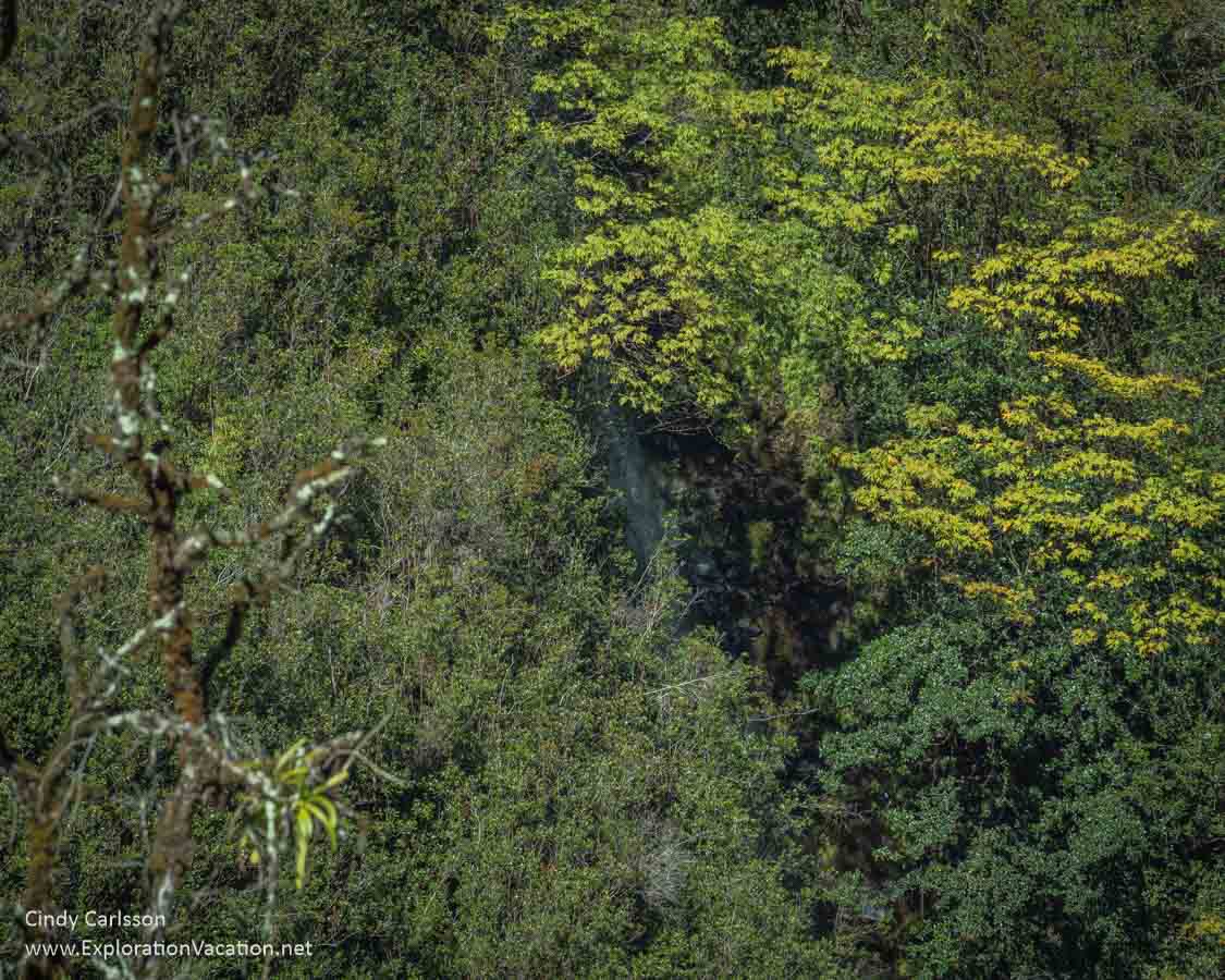 A lush forested hillside with a smudge in it that is Kahūnā Falls.