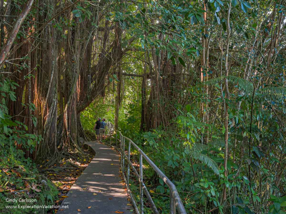  Akaka Falls trail as it passes through a banyan grove.