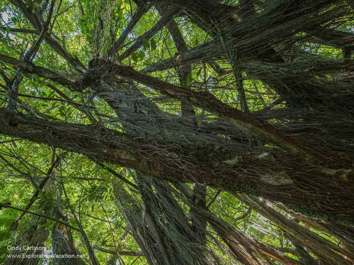 Photo looking up into a huge banyan tree at Akaka State Park near Hilo, Hawaii. (Photo and story &copy; Cindy Carlsson at ExplorationVacation.net)