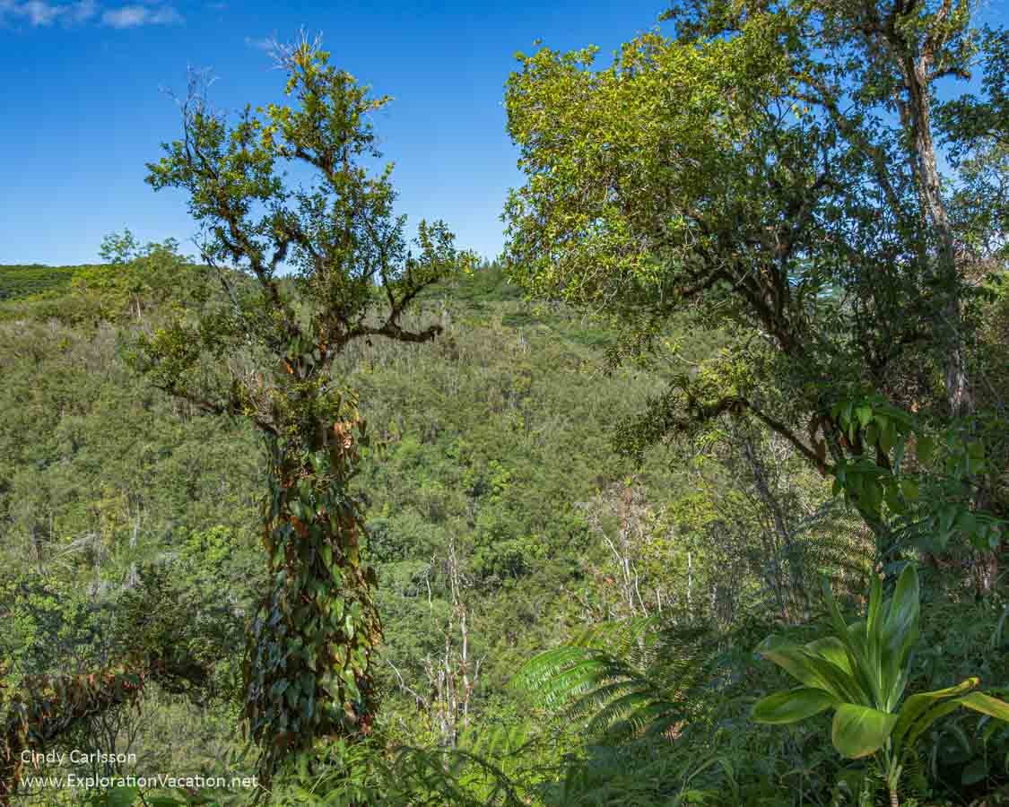 Photo of an open area along the circuit trail in Akaka State Park near Hilo on Hawaii's Big Island (Photos and story &copy; Cindy Carlsson at ExplorationVacation.net)