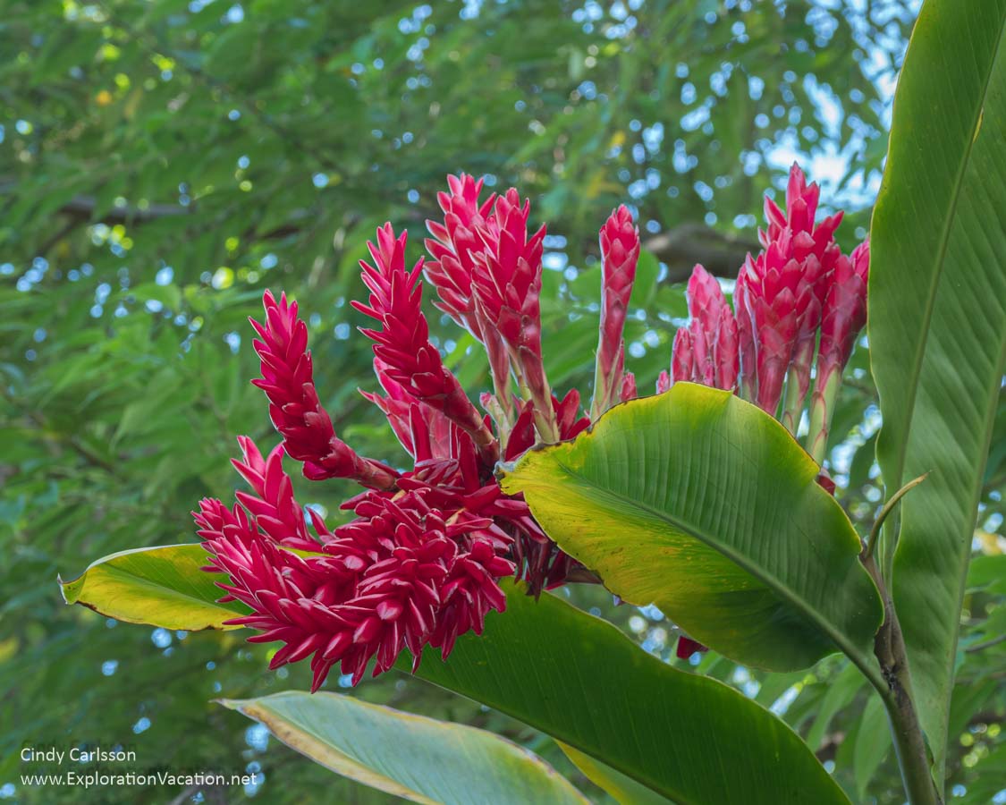 photo of a bright red tropical ginger in Akaka State Park near Hilo on Hawaii's Big Island (Photos and story &copy; Cindy Carlsson at ExplorationVacation.net)