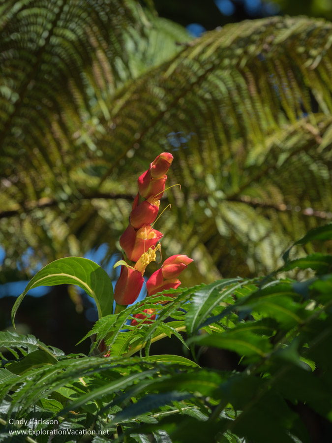photo of a tropical flower at 'Akaka State Park near Hilo on Hawaii's Big Island (Photos and story &copy; Cindy Carlsson at ExplorationVacation.net)