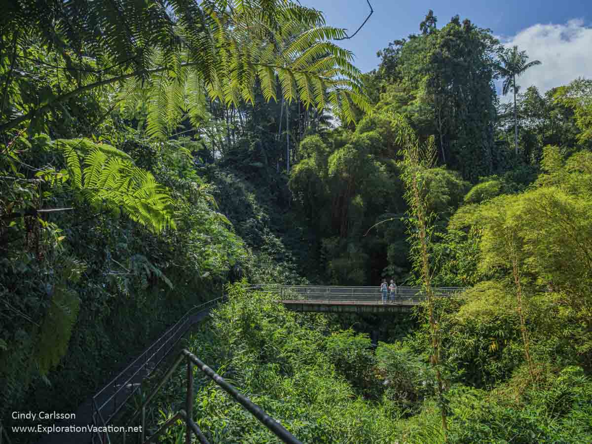 A raised pedestrian walkway at \'Akaka State Park.