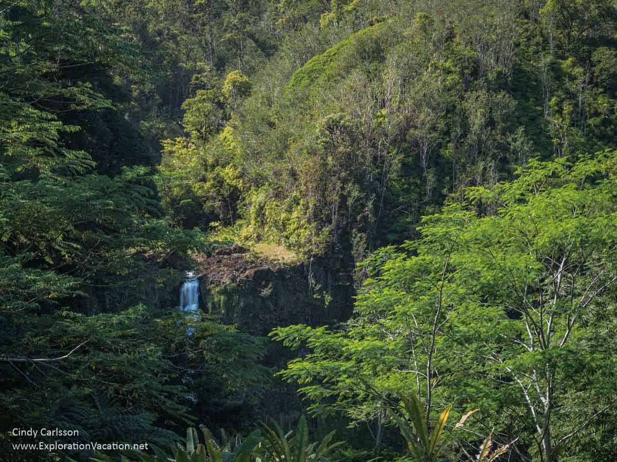photo of Akaka Falls from the parking area at Akaka State Park near Hilo on Hawaii's Big Island (Photos and story &copy; Cindy Carlsson at ExplorationVacation.net)