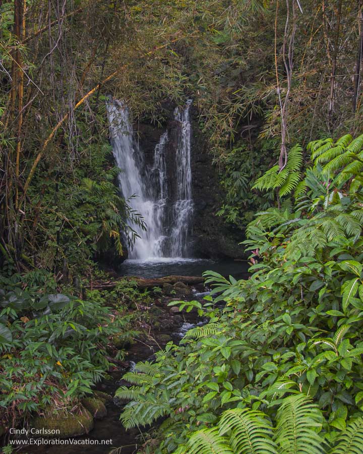 An unnamed waterfall at Akaka State Park. 