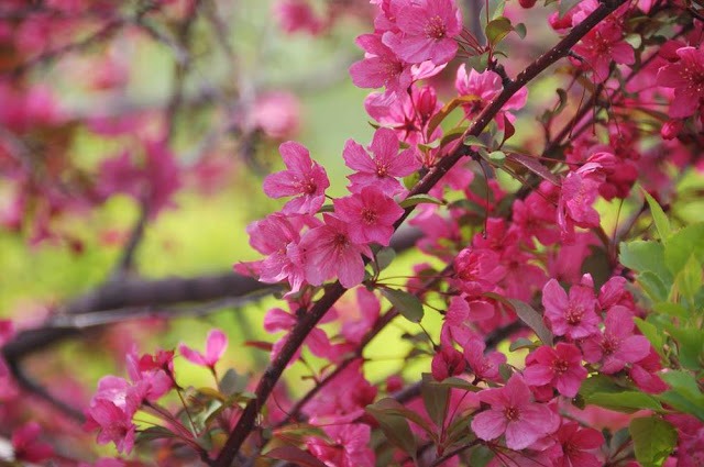 close-up of bright pink flowers