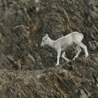 dall sheep on rocks