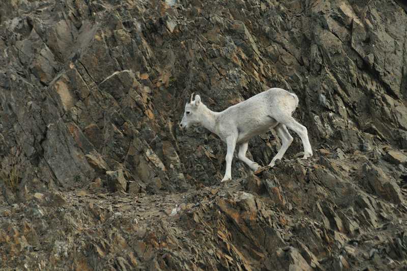 dall sheep on rocks