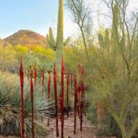 red glass torches amid saguaros with mountains in the background