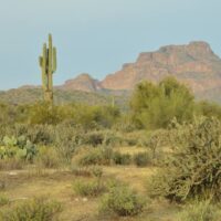 Saguaro and other cacti with distant mountains