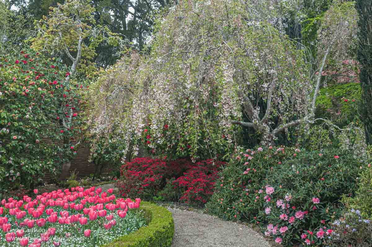 A walkway through a spring garden with tulips, azaleas, and trees in bloom.