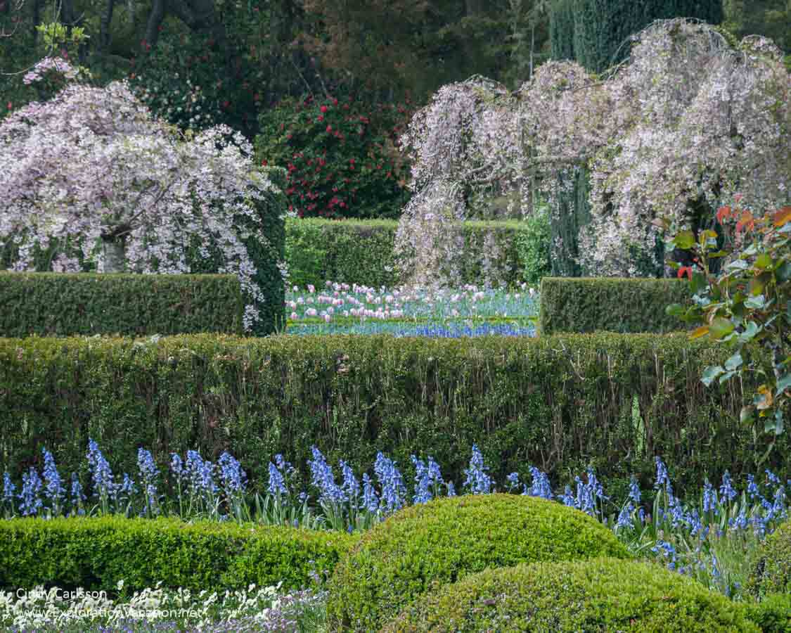 Spring bulbs and pink flowering trees in the Walled Garden.