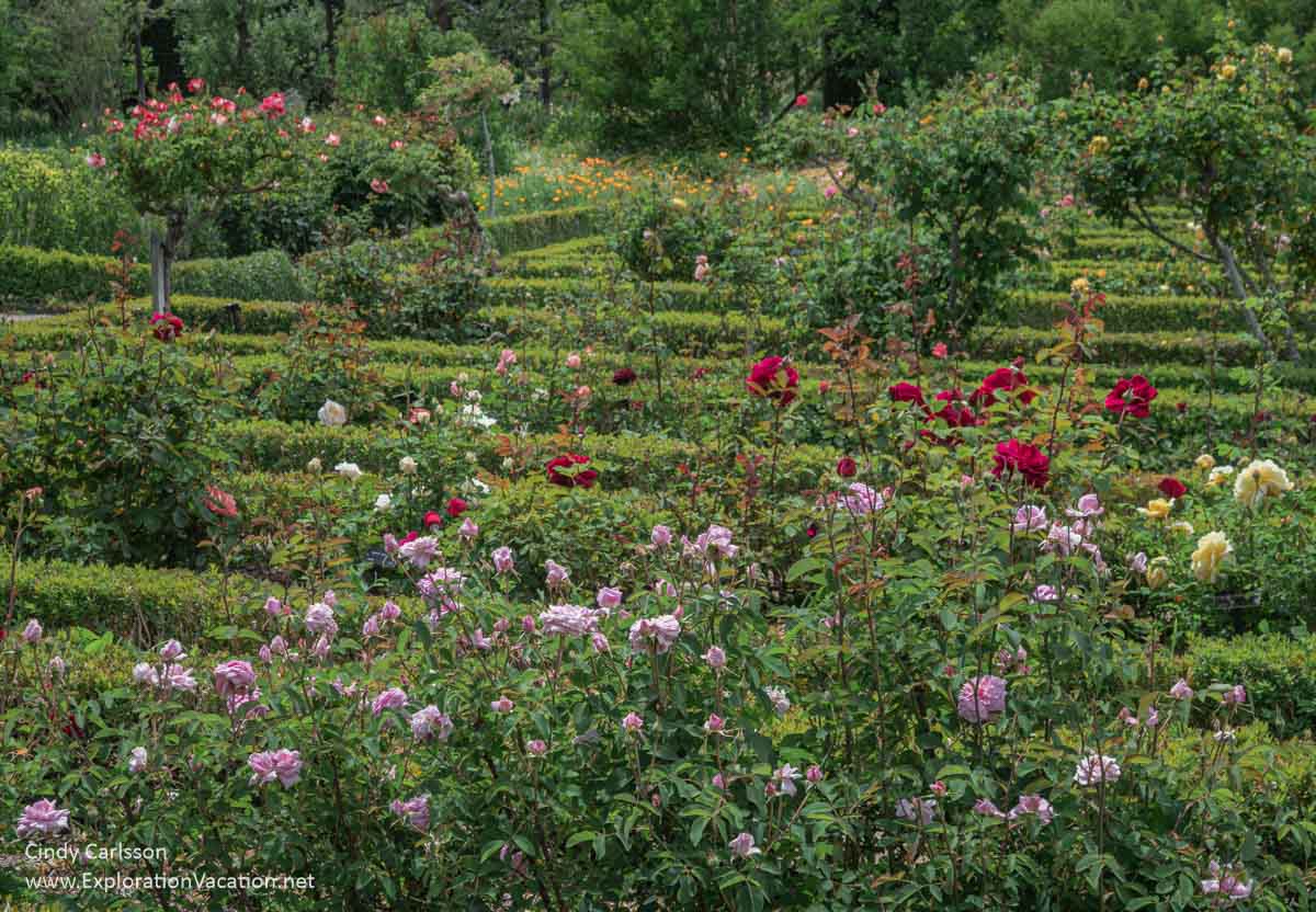 A rose garden with mixed roses growing between low, clipped hedges.