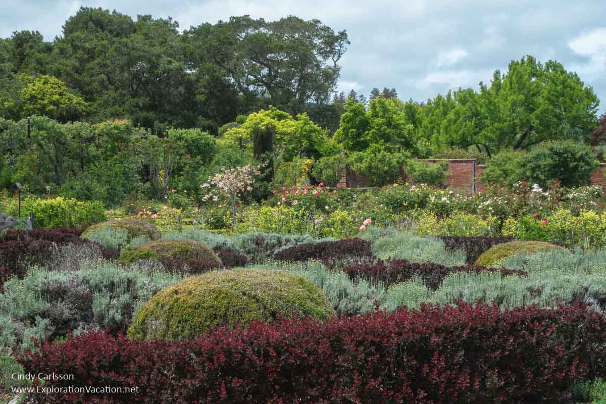 A knot garden viewed from ground level, with roses in the background.
