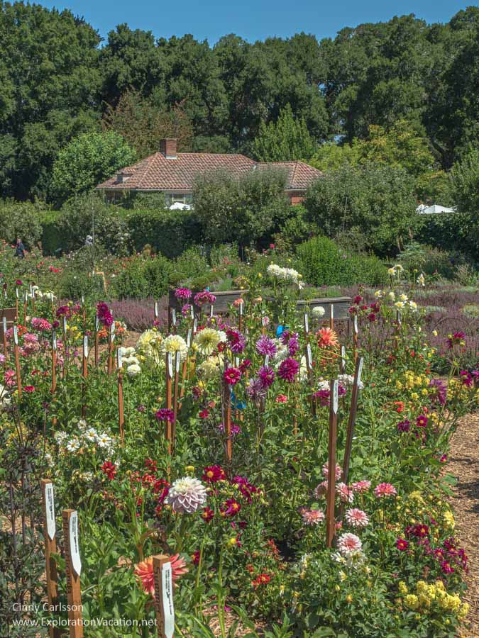 Staked and labeled dahlias in a cutting garden with the gardener&rsquo;s cottage in the background.