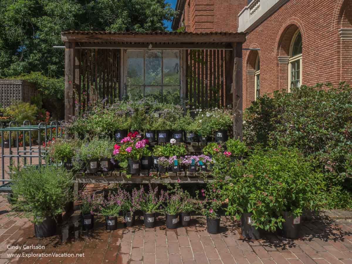 Plants for sale in a courtyard behind a large brick house and glass room.