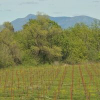 vineyards