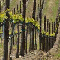 vineyards
